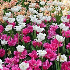 048fa615-7d08-446e-88b8-7b17d0455b85_16-9-discover-aspect-ratio_default_0
