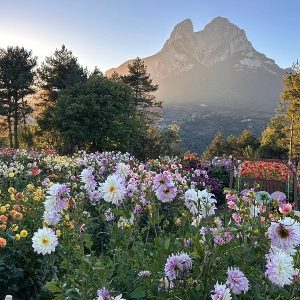 dalias-tulipmania-04-5101