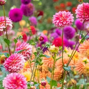 USA, Oregon, Canby, Swam Island Dahlias, Dahlia flower garden in full color