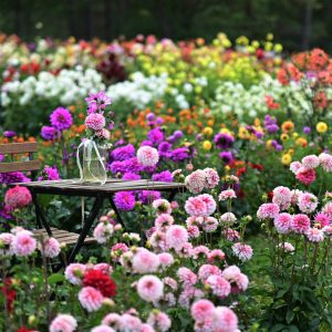 table_dalias_picnic_hightea-scaled