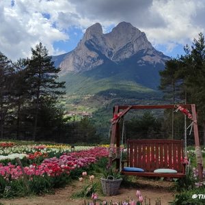 tulipmania